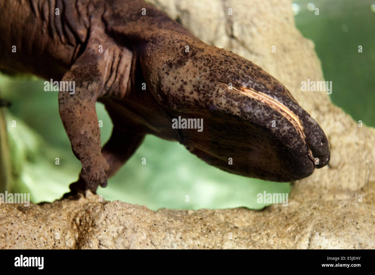 Chinese Giant Salamander, Male Stock Photo
