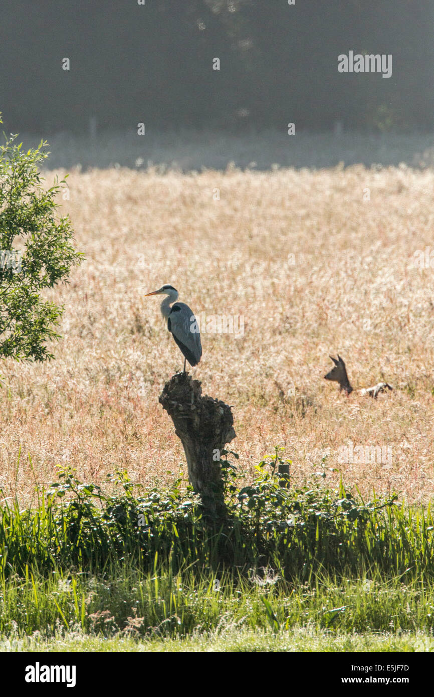 Netherlands, 's-Graveland, Grey heron on willow tree and roe deer Stock Photo