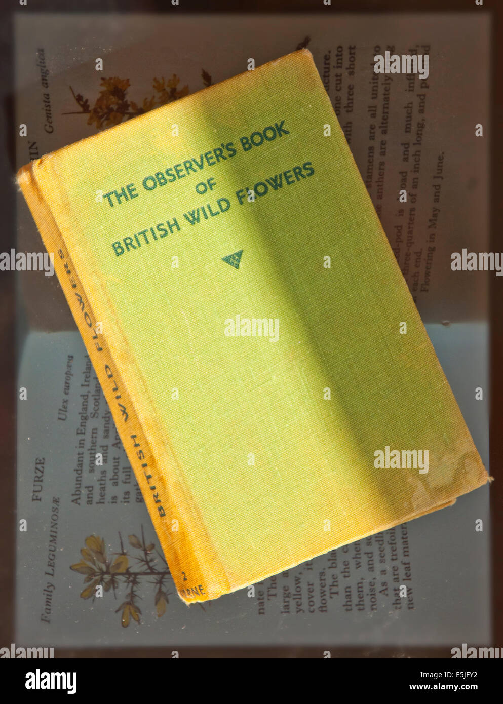 The Observer’s Book of British Wild Flowers Stock Photo Alamy