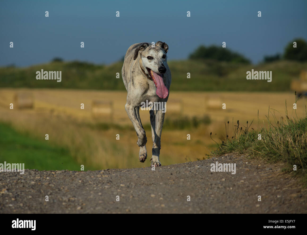 Running Dog Stock Photo