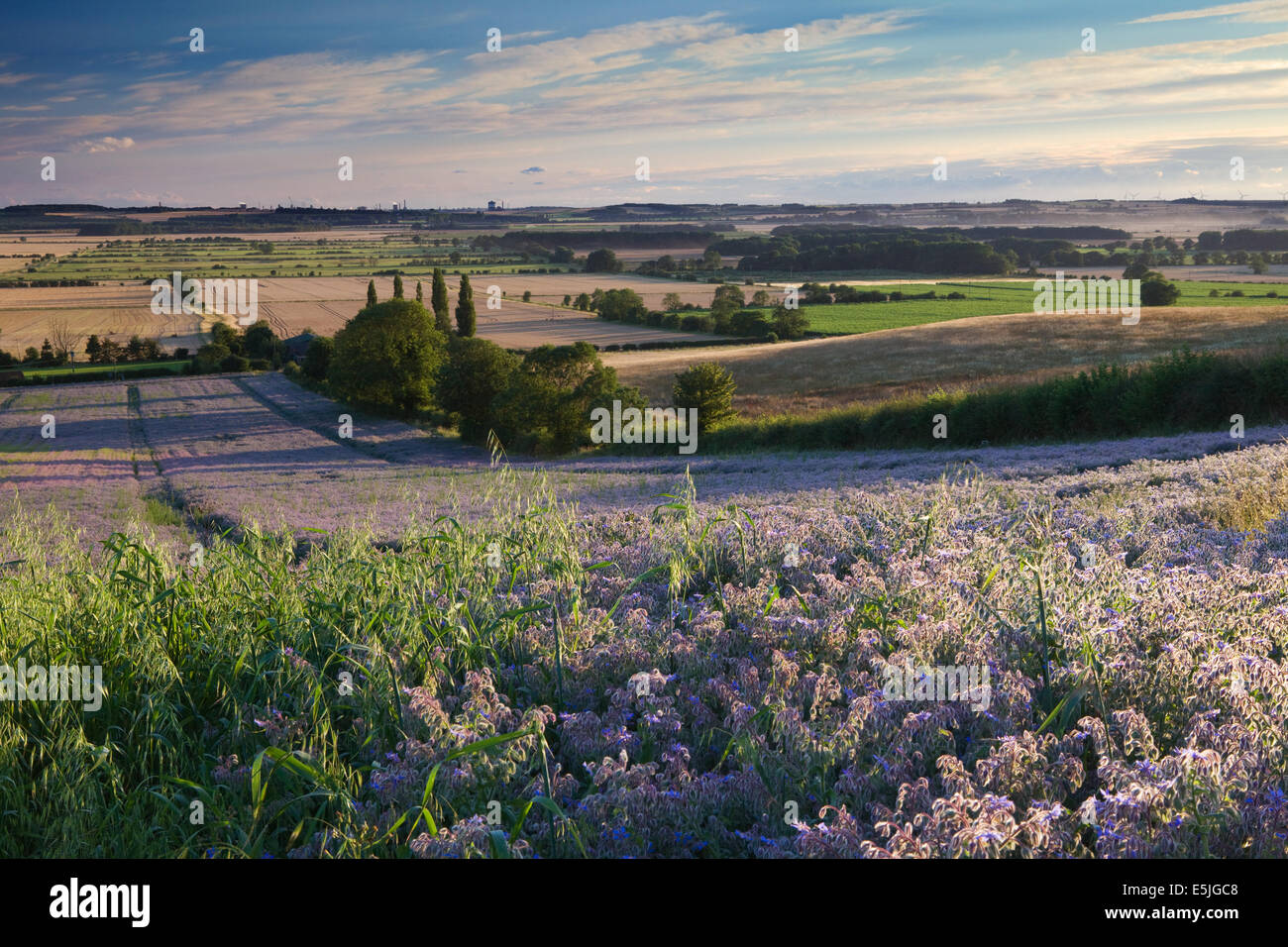 The countryside of North Lincolnshire near the village of Bonby, with