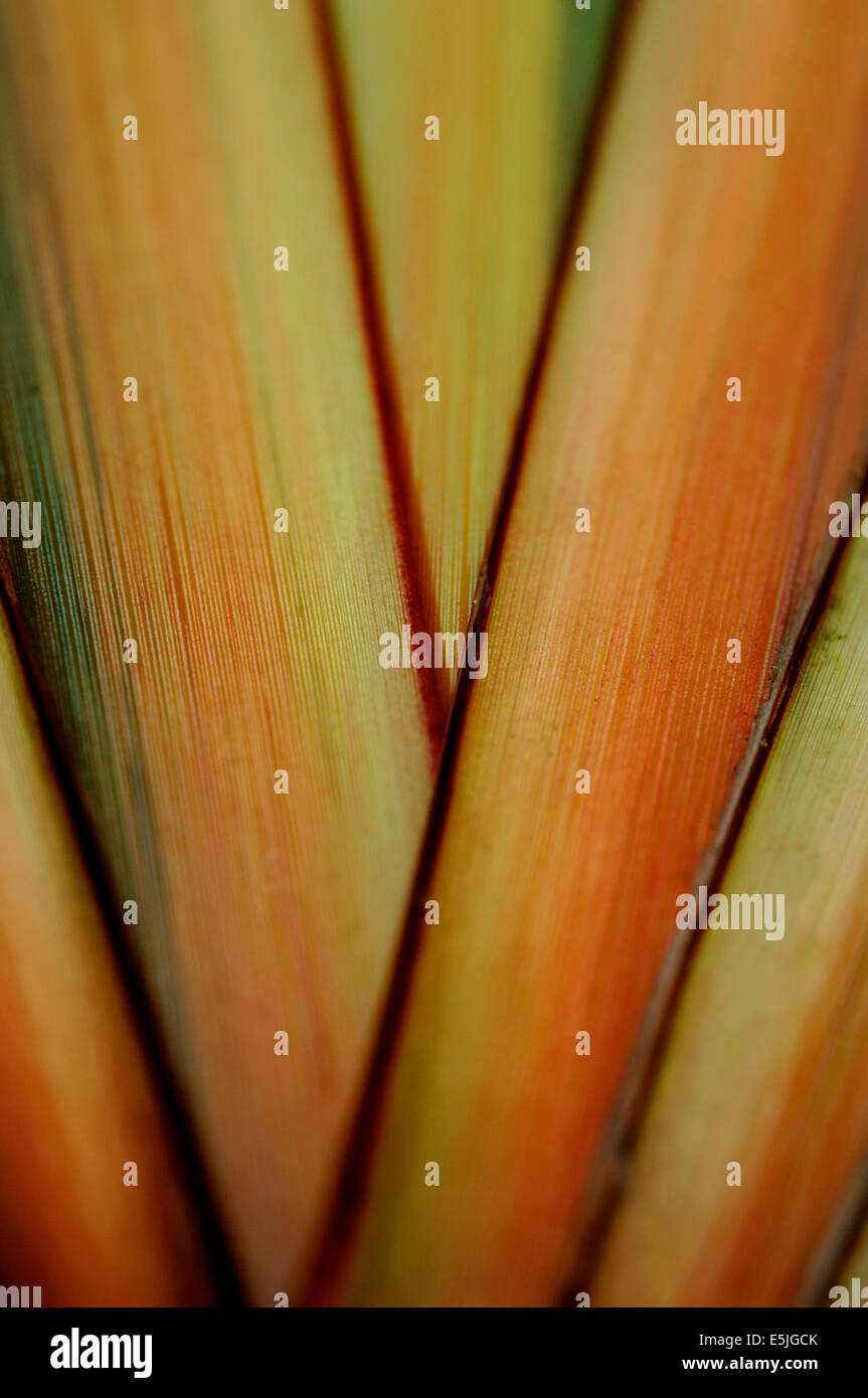 Phormium Leaves. Stock Photo