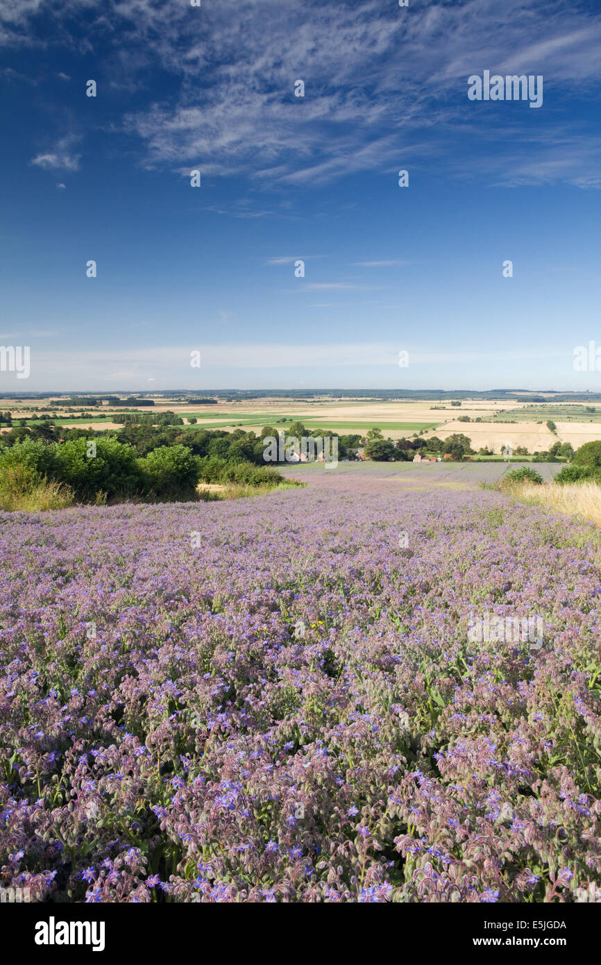 The countryside of North Lincolnshire near the village of Bonby, with