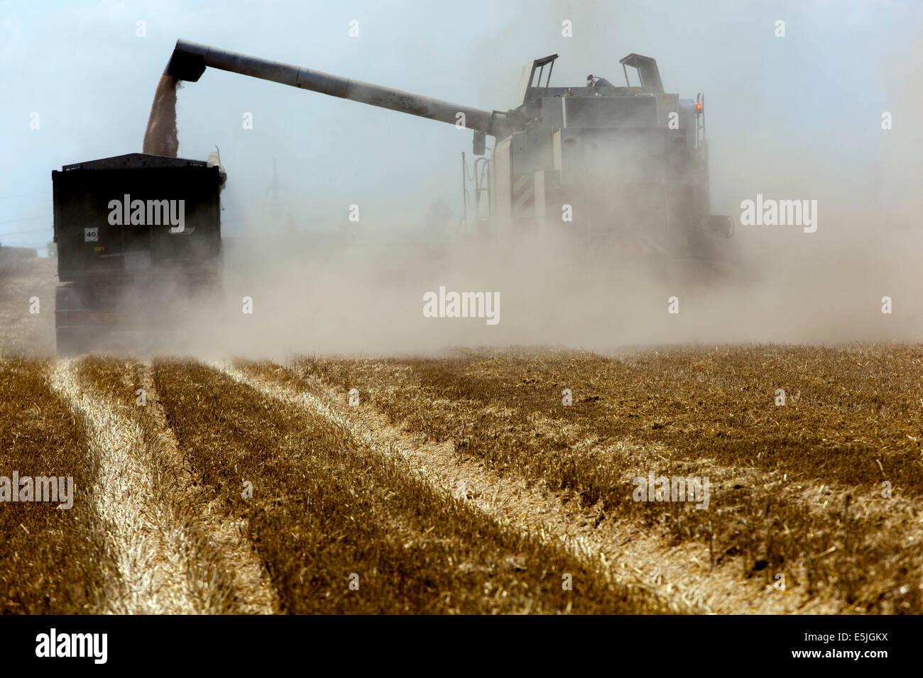 Combine harvesting wheat on a field, Czech Republic Stock Photo