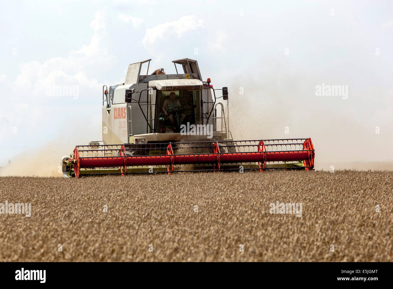 Wheat harvesting on field, Czech Republic Stock Photo