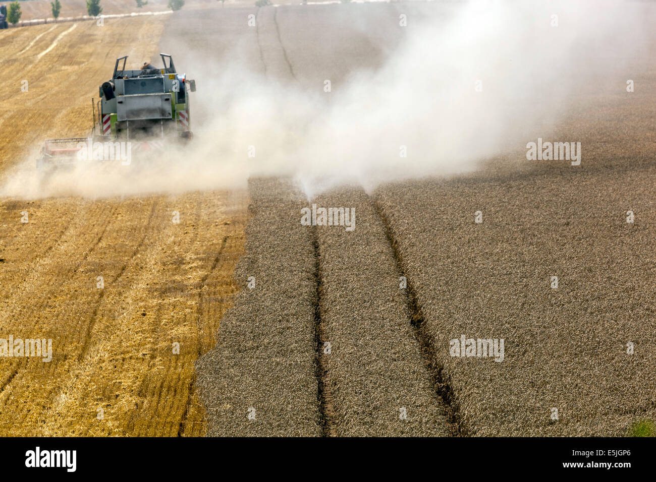 Combine harvesting wheat on a field, Czech Republic Stock Photo