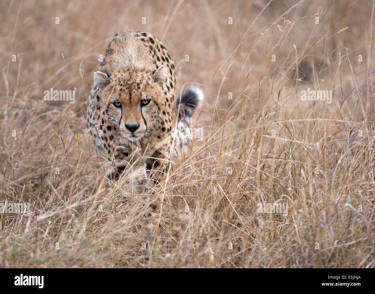 Adult cheetah Stock Photo