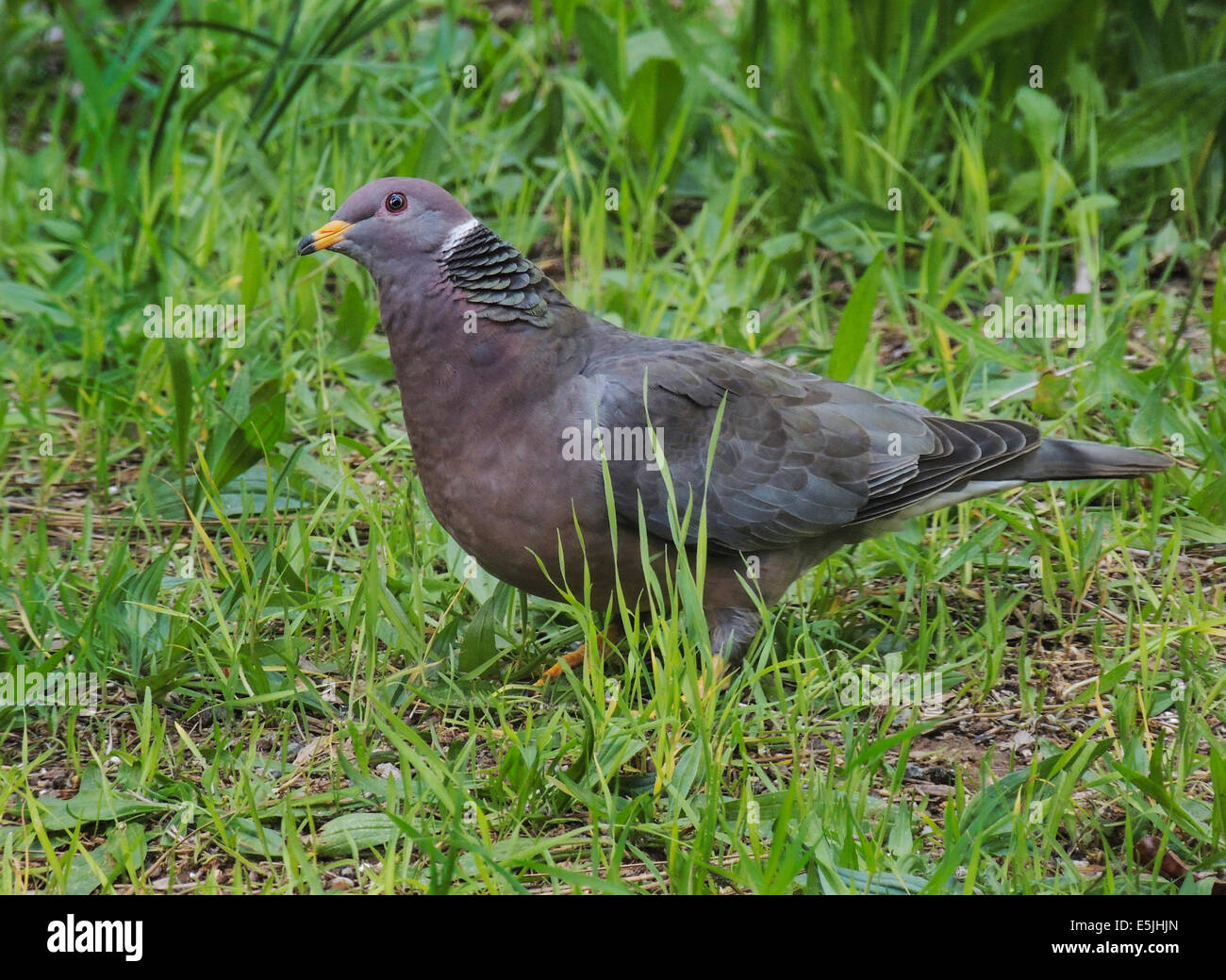 A Band-tailed Pigeon (Patagioenas fasciata) forages in a cleaing of the mixed conifer forest of the Sierra foothills of Northern Stock Photo