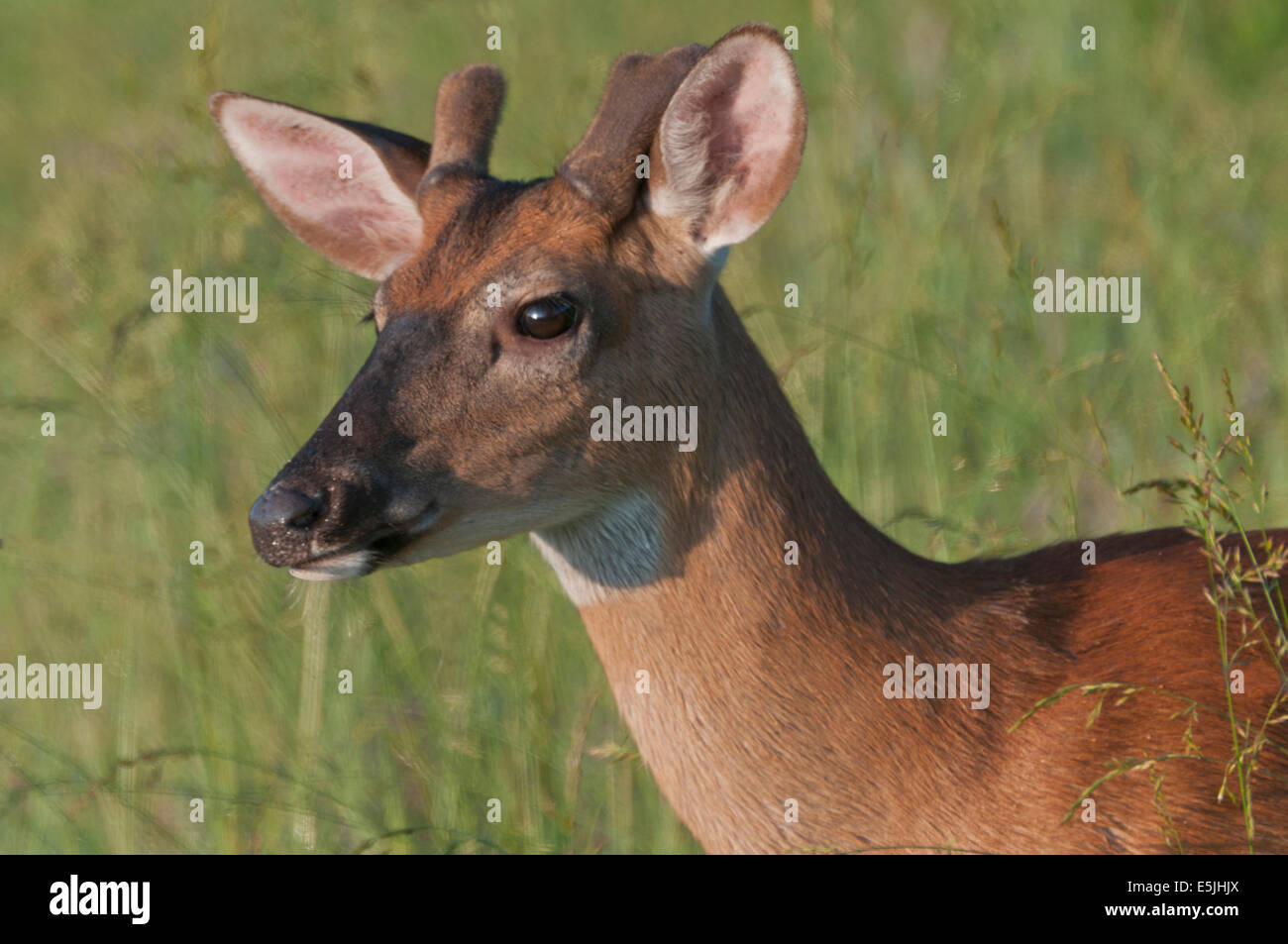A young White-tailed Deer (Odocoileus virginianus) buck along the Cades Cove loop road at sunrise. Great Smoky Mountains Nationa Stock Photo