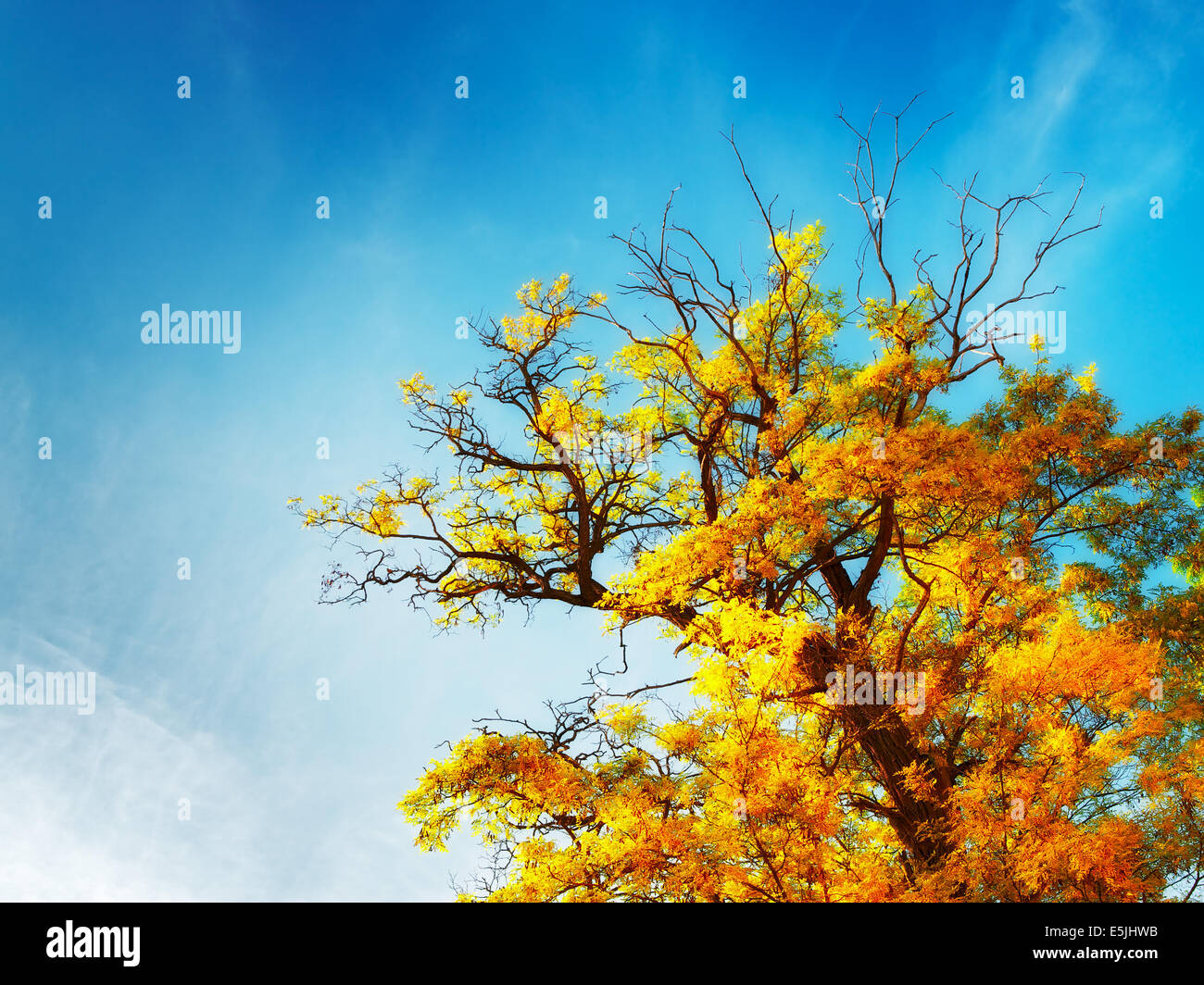 autumn leaves with the blue sky background Stock Photo - Alamy