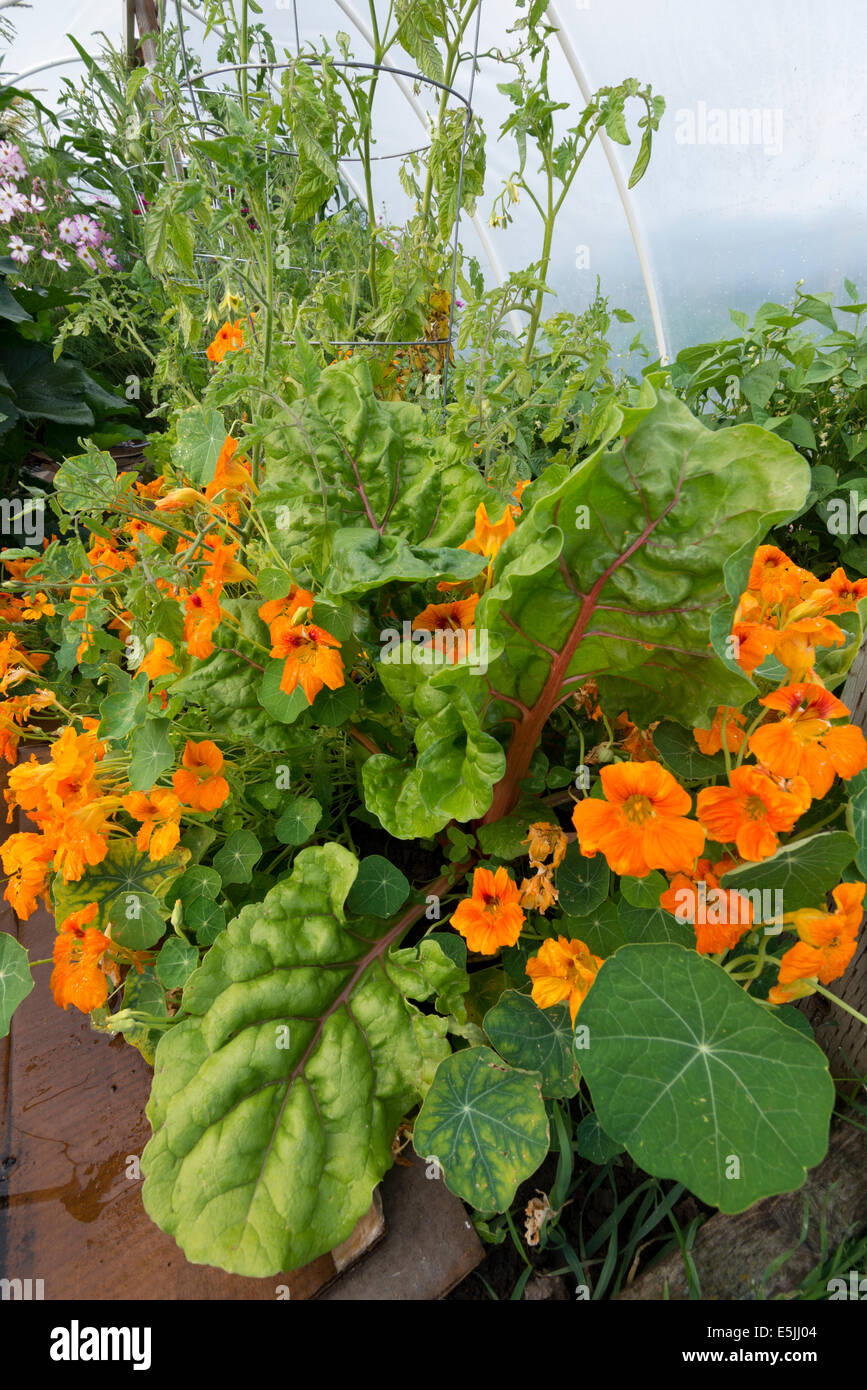 Carboard being used to control weeds in a hoophouse in Wallowa Valley, Oregon. Stock Photo