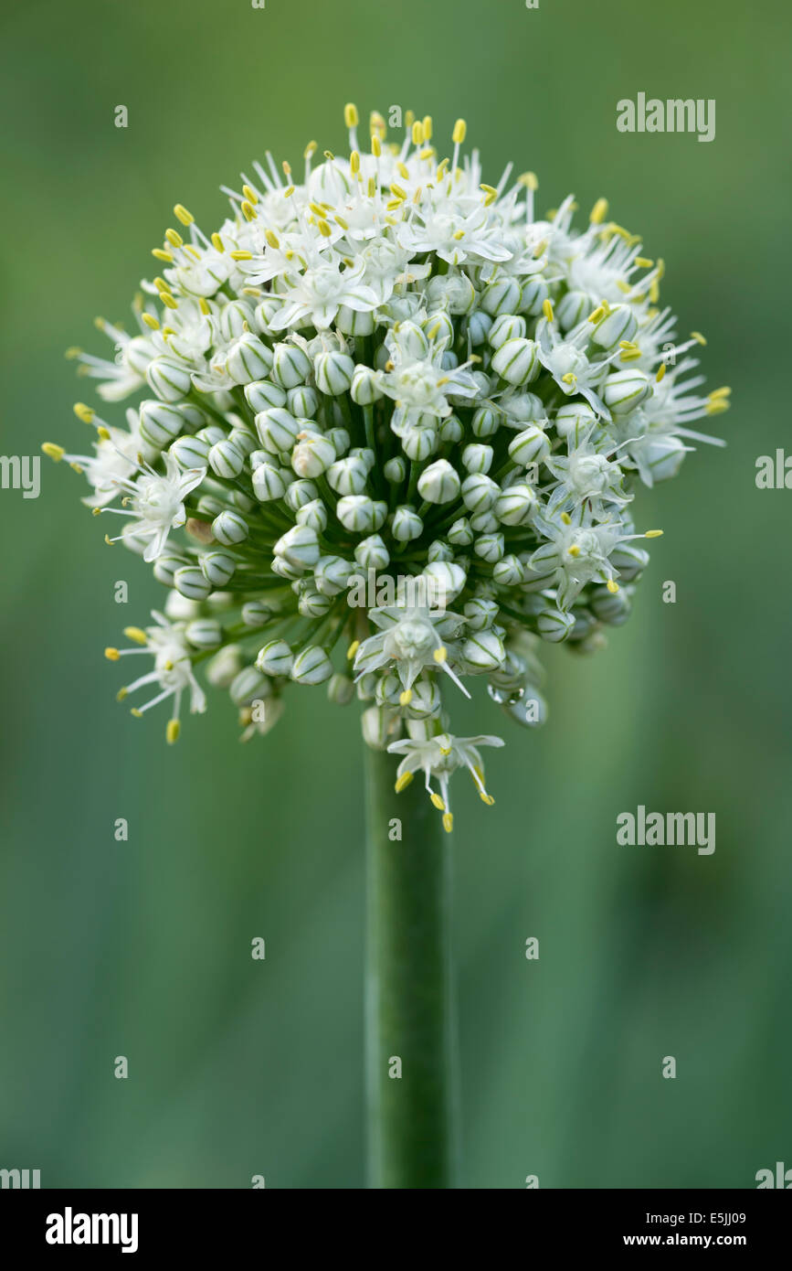 Flowering onion plant, Wallowa Valley, OR. Stock Photo