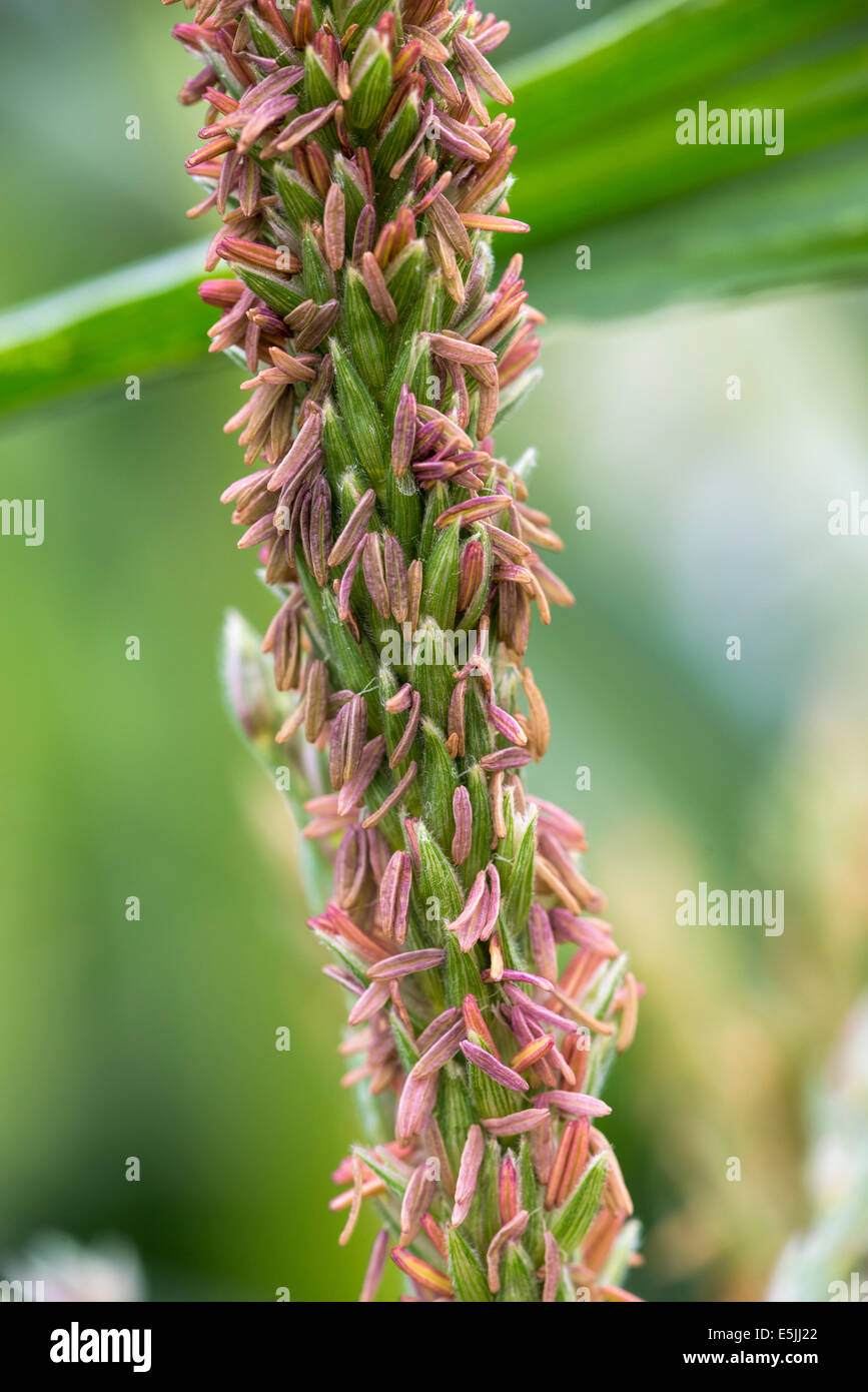 Corn anthers, Wallowa Valley, Oregon. Stock Photo