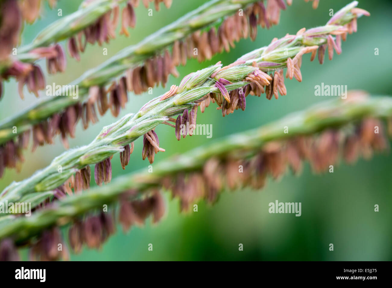 Corn anthers, Wallowa Valley, Oregon. Stock Photo