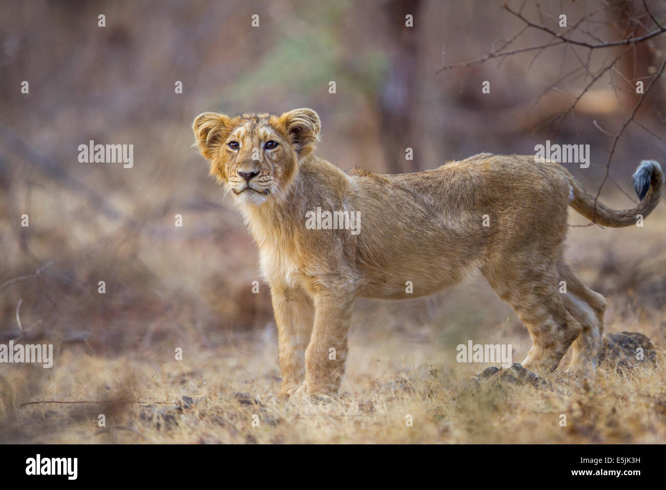 Indian Lion cub [Panthera leo persica] at Gir Forest, Gujarat India. Stock Photo