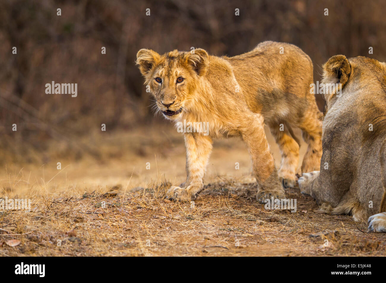 Indian Lion cub [Panthera leo persica] at Gir Forest, Gujarat India. Stock Photo