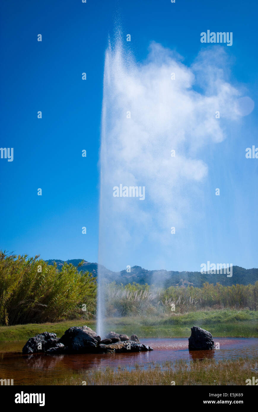 Old Faithful geyser, Calistoga in the Napa Valley, California Stock Photo