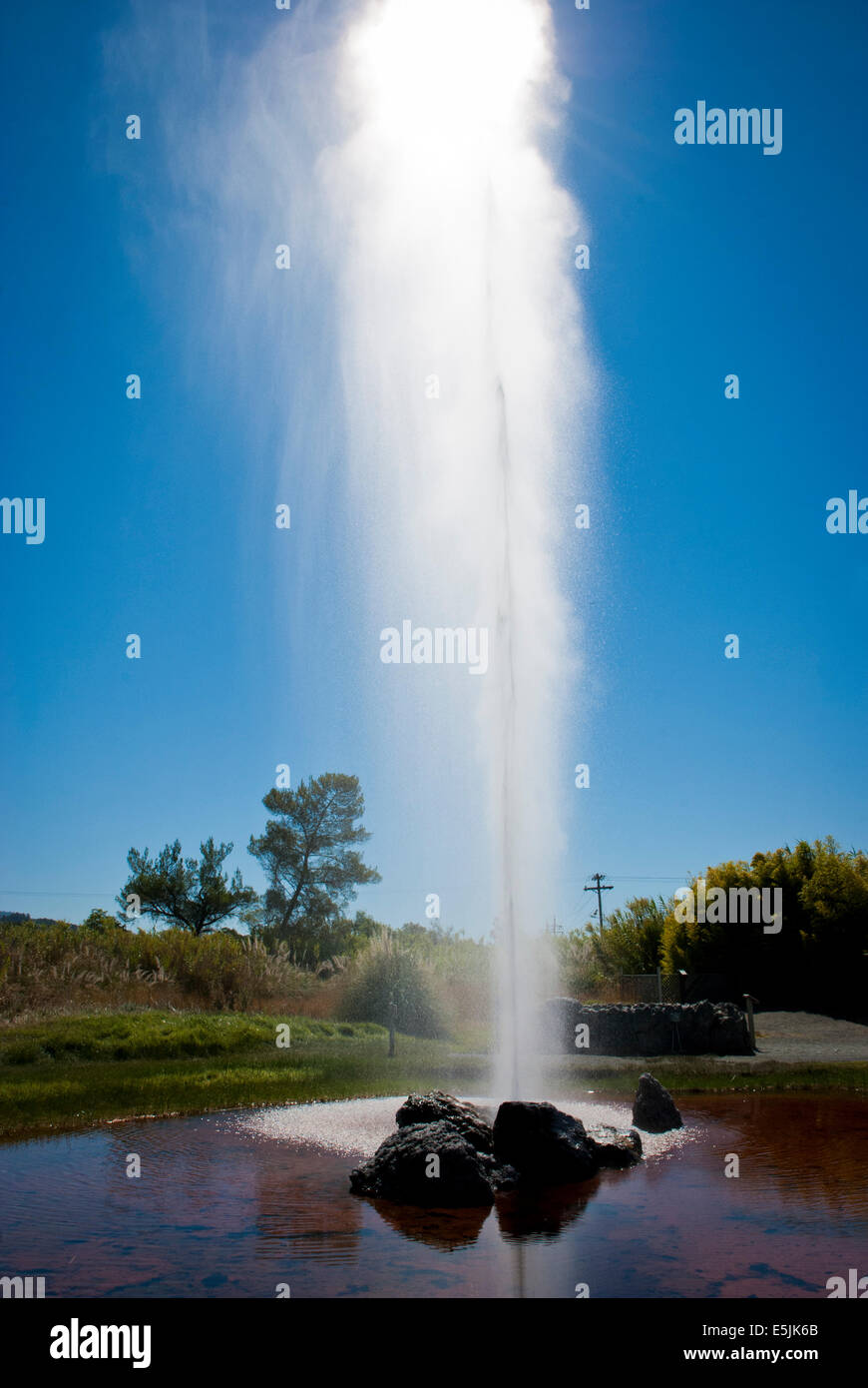 Old Faithful geyser, Calistoga in the Napa Valley, California Stock Photo