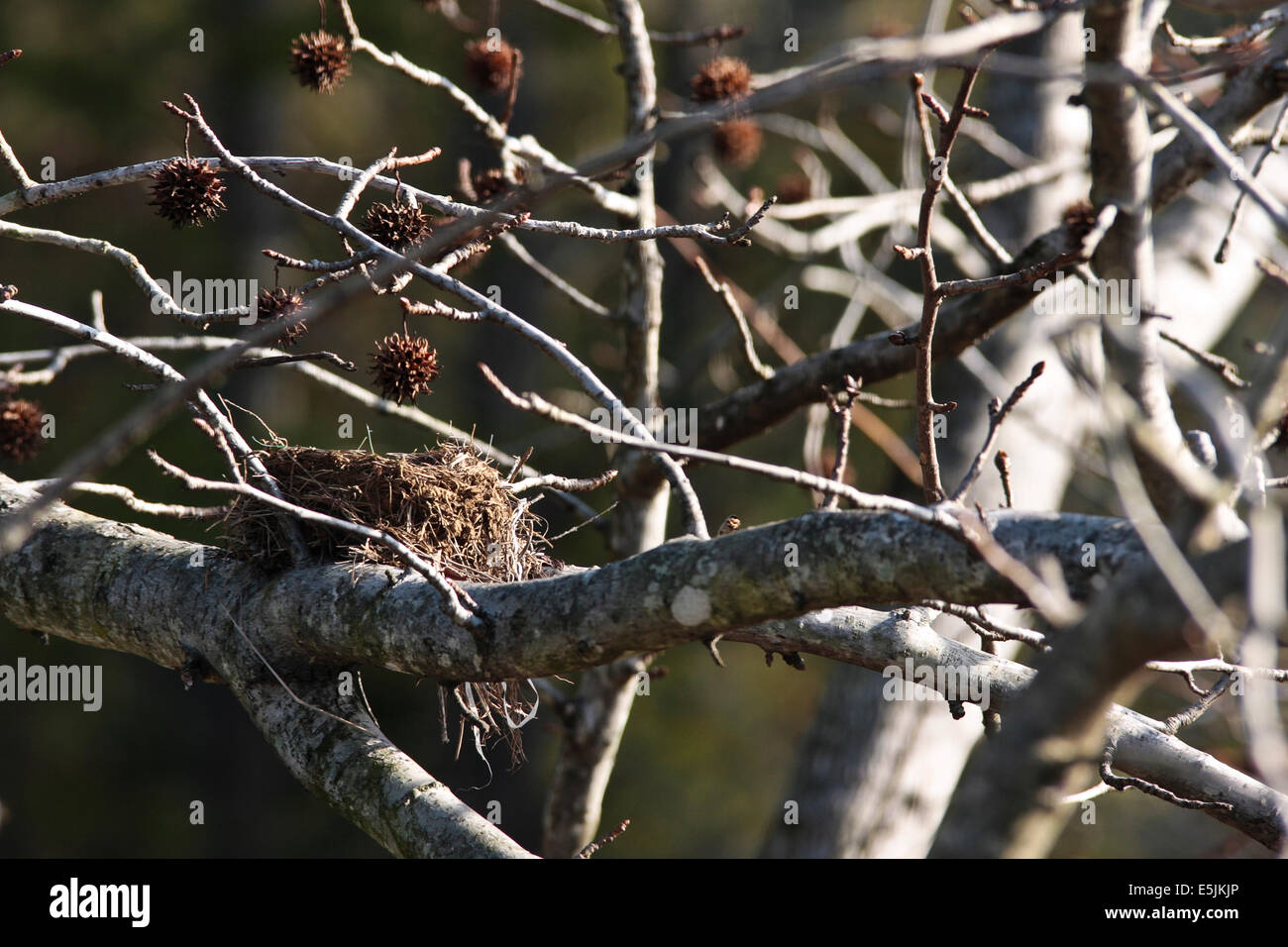 Empty birds nest in Sweetgum tree. Stock Photo