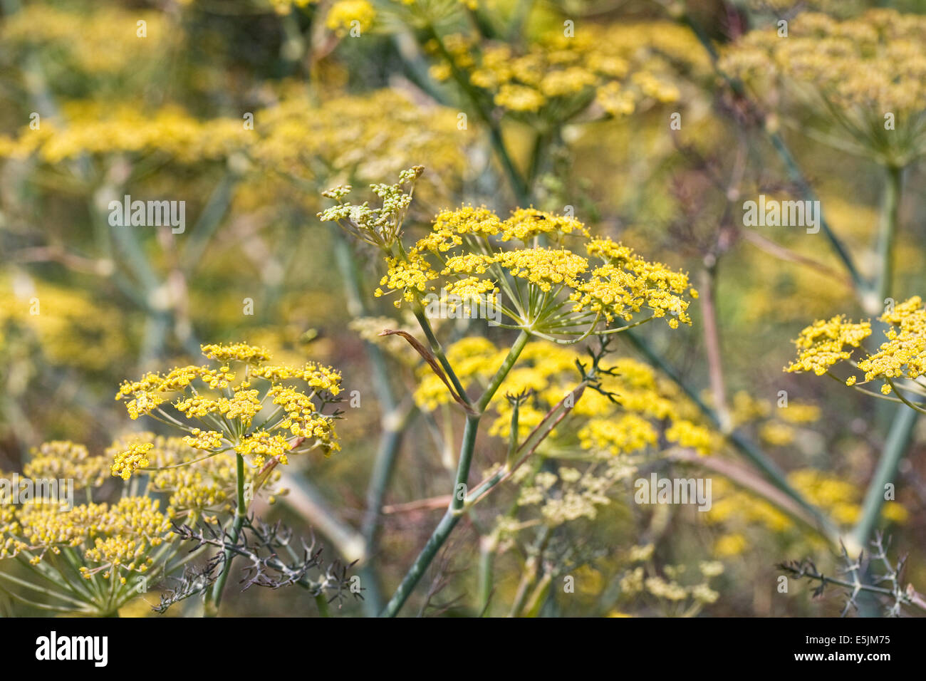 Foeniculum vulgare 'Purpureum'. Bronze fennel flowers. Stock Photo