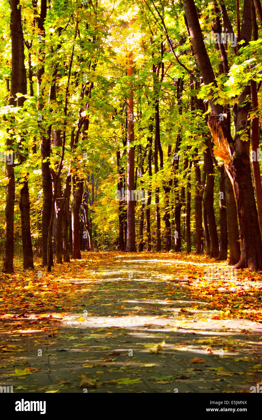 Autumn maple alley in the park Stock Photo - Alamy