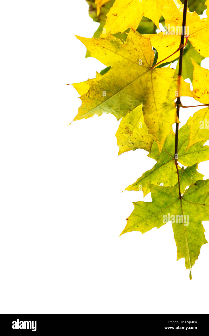 Branch of maple isolated over white background Stock Photo - Alamy