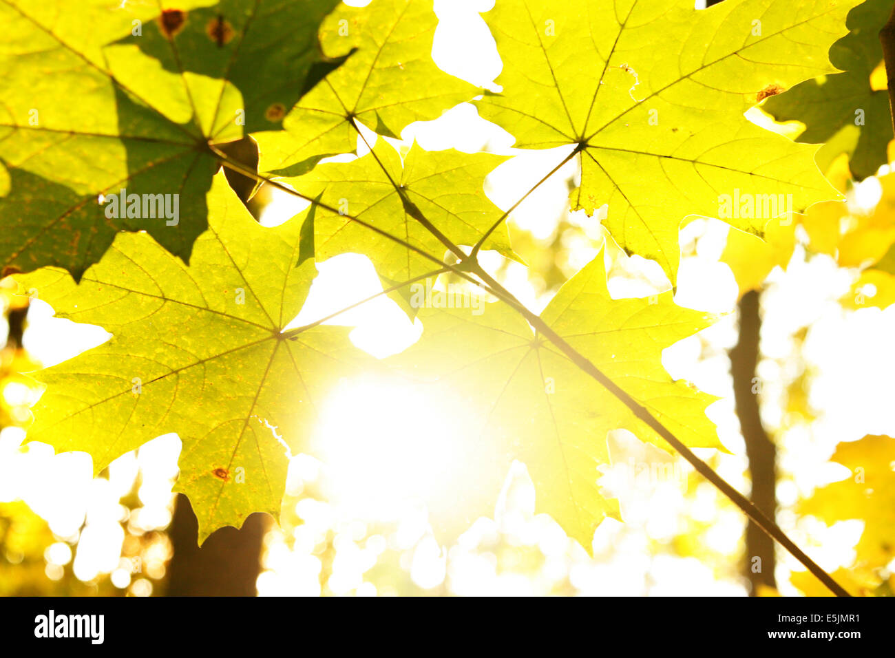 Beautiful autumn yellow maple leaves and sunlight Stock Photo - Alamy