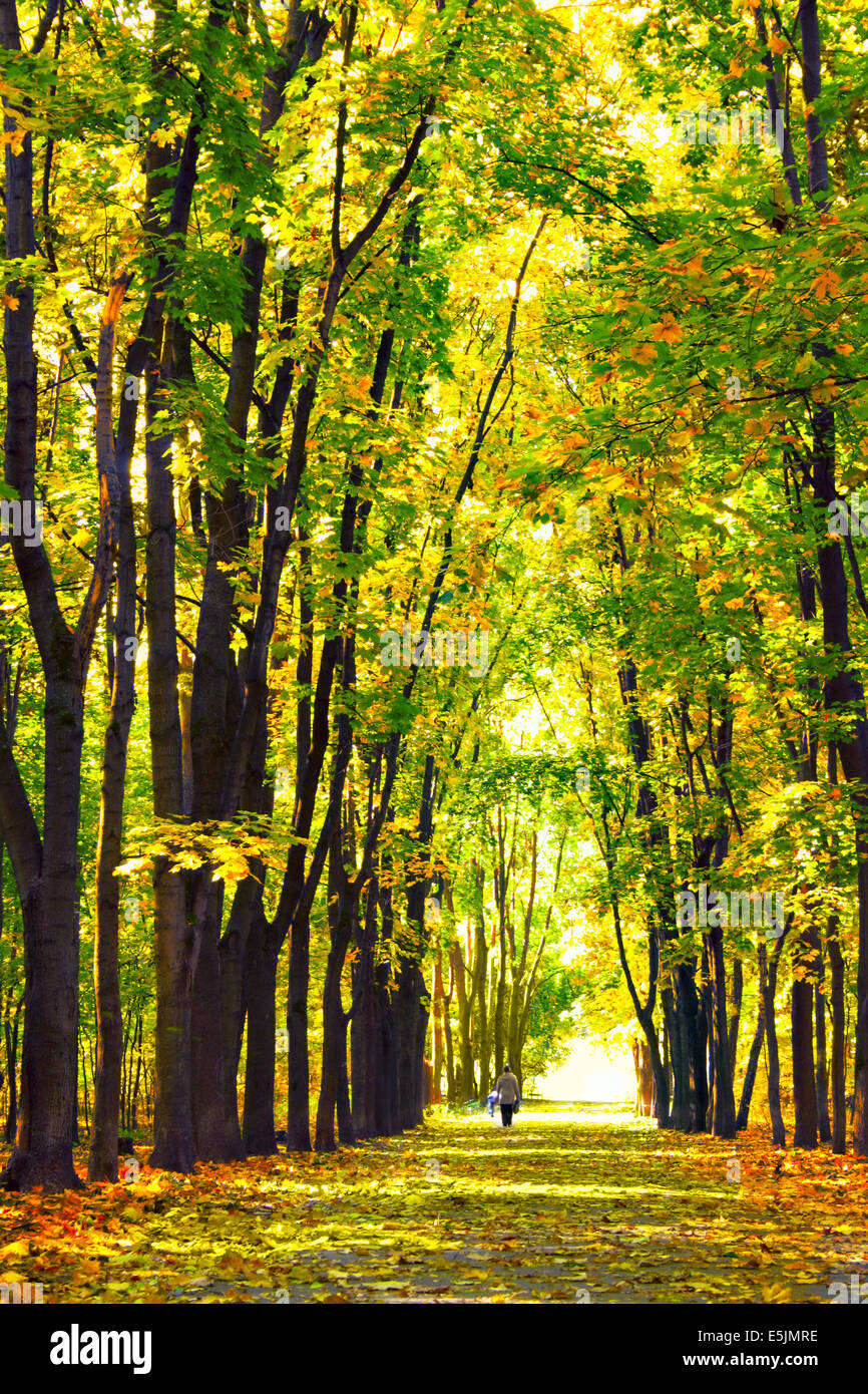 Autumn maple alley in the park Stock Photo - Alamy