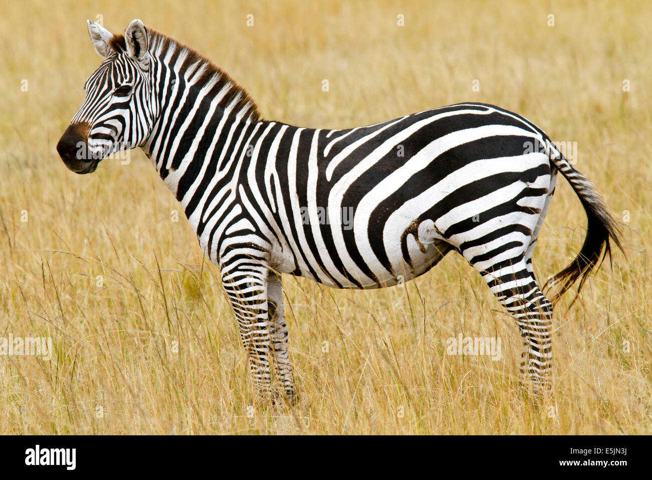 Zebra on the Masai Mara National Reserve safari in southwestern Kenya ...