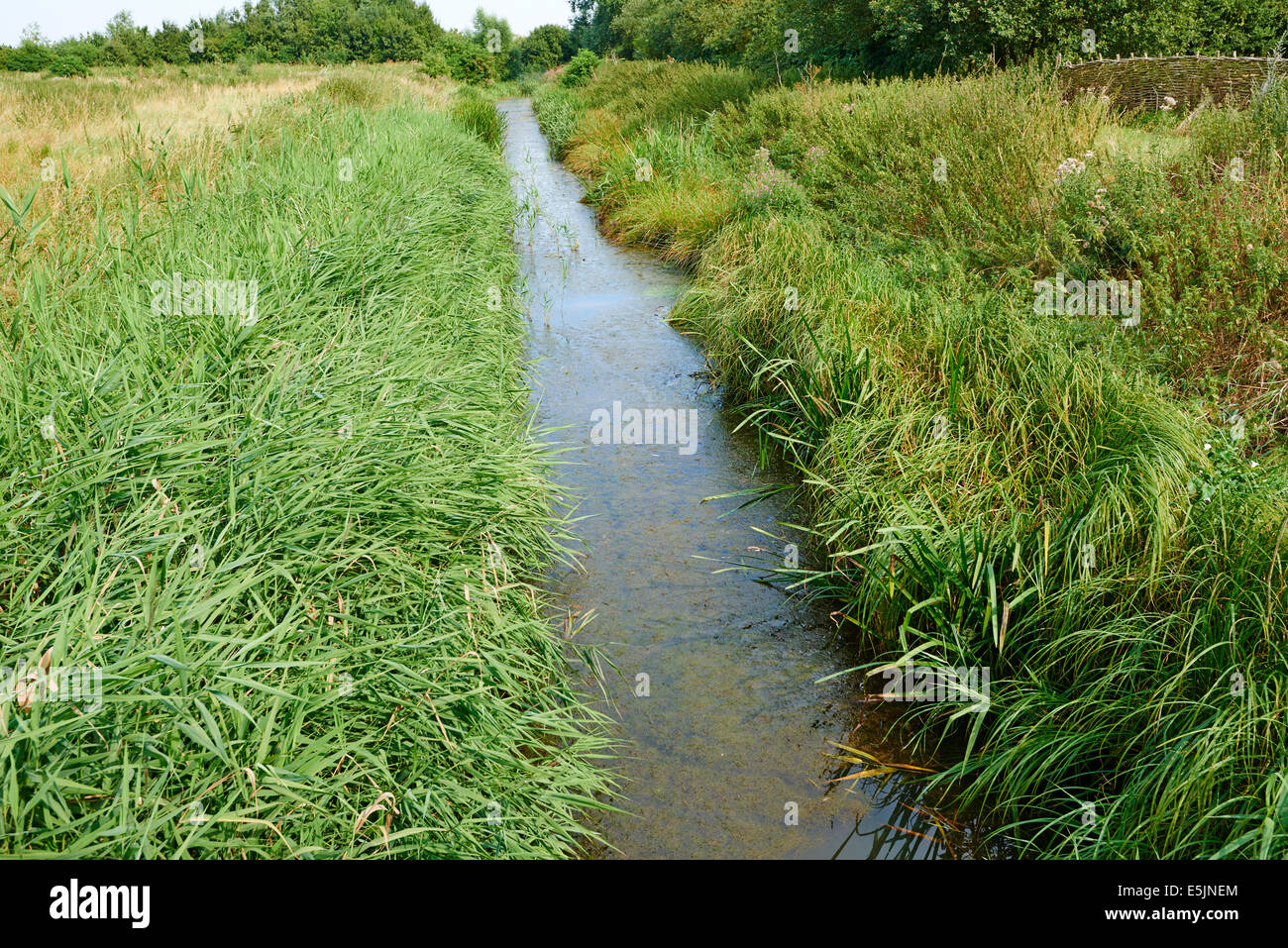 The Mustdyke Drainage Ditch At Flag Fen Bronze Age Centre Fenland Cambridgeshire UK Stock Photo
