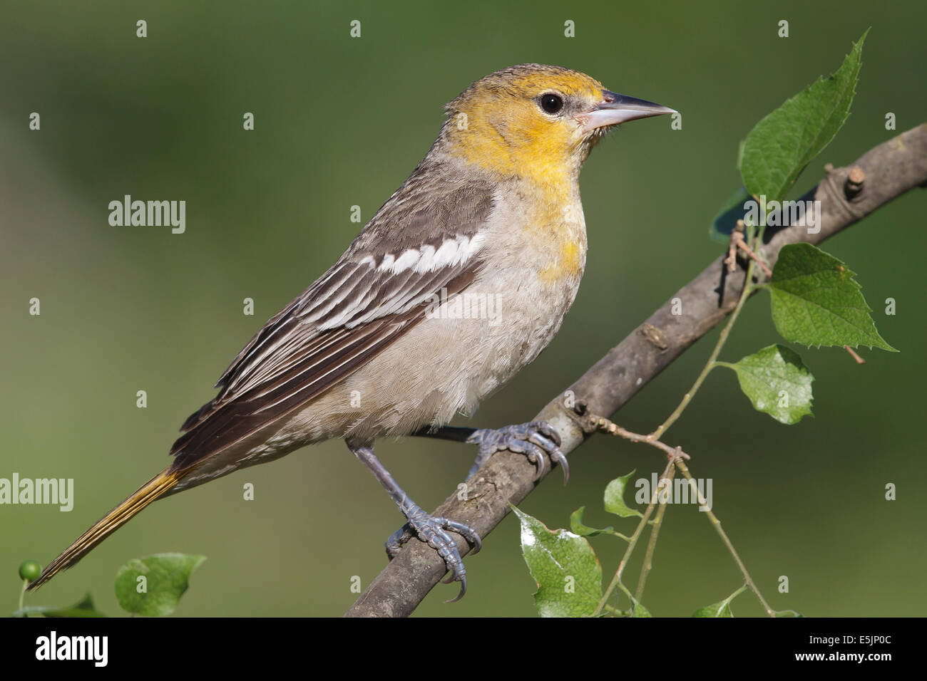 Bullock's Oriole - Icterus bullockii - Adult female Stock Photo