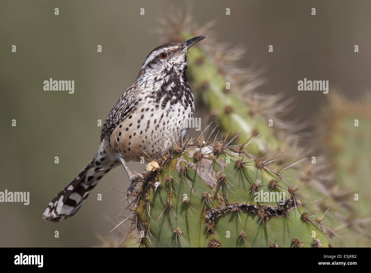 Cactus Wren - Campylorhynchus brunneicapillus - Adult (coastal Southern California subspecies) Stock Photo