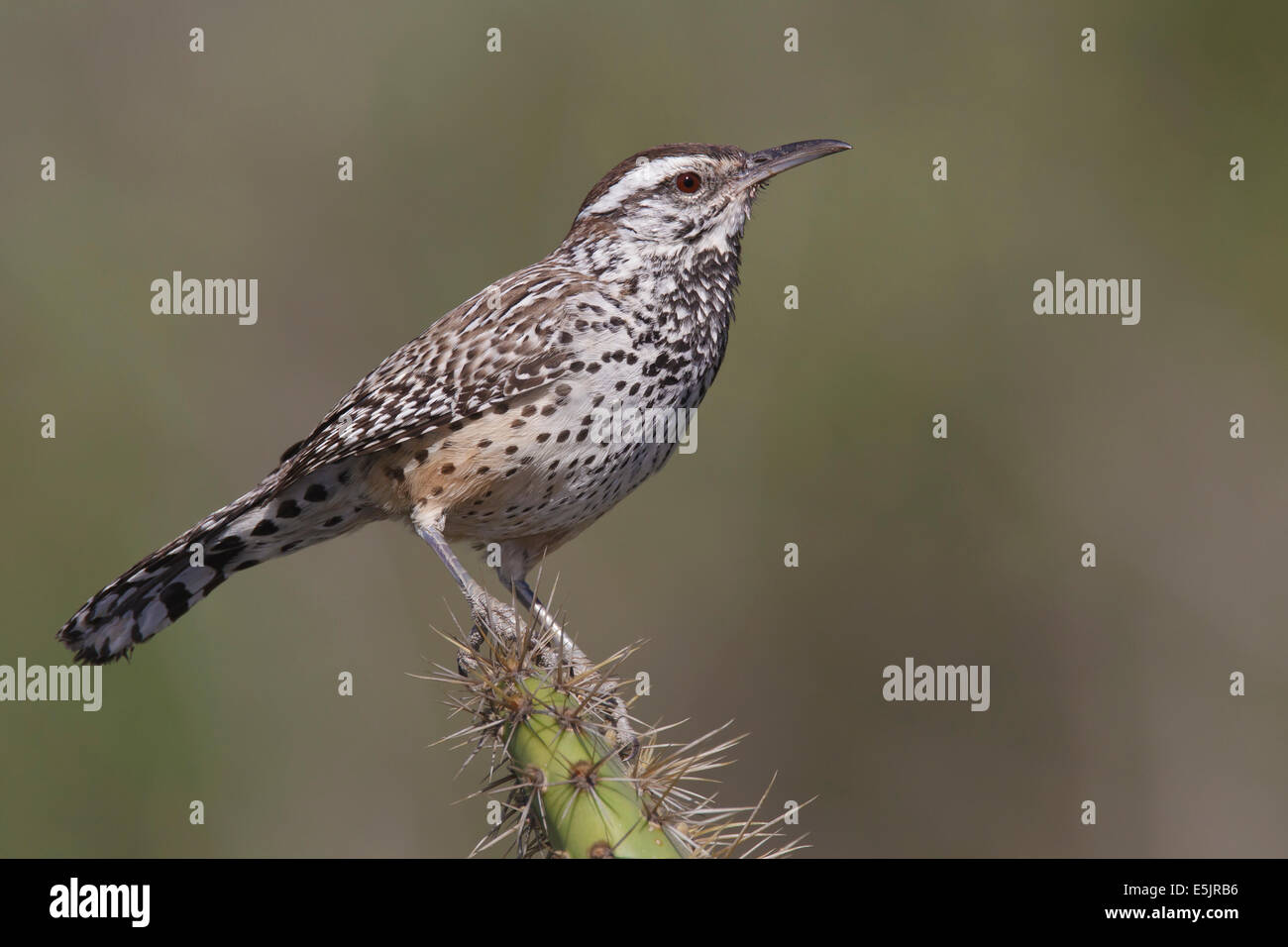 Cactus Wren - Campylorhynchus brunneicapillus - Adult (coastal Southern California subspecies) Stock Photo