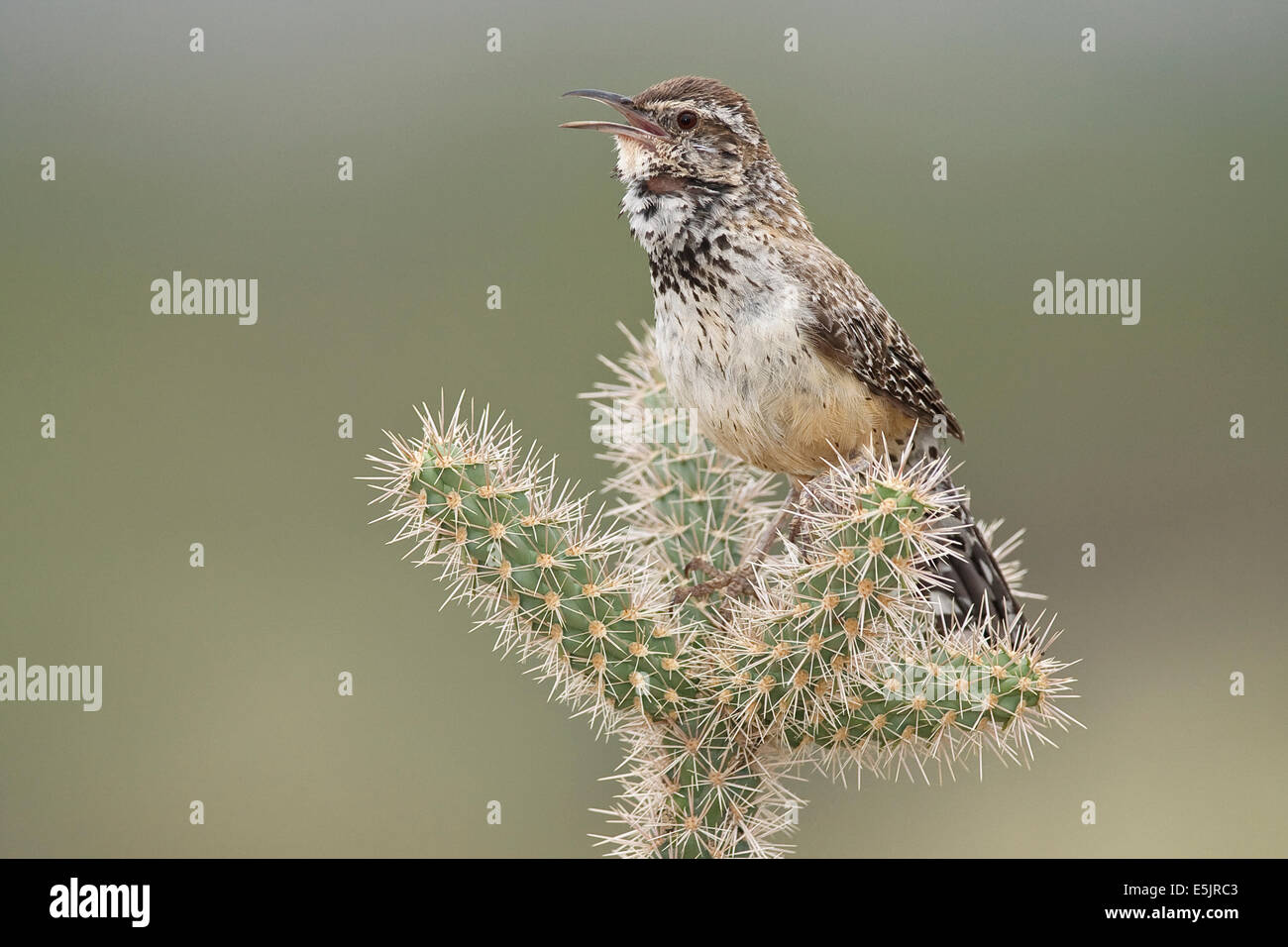 Cactus Wren - Campylorhynchus brunneicapillus - Adult Stock Photo