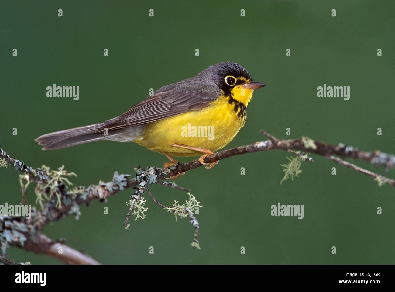 Canada Warbler - Wilsonia canadensis - Adult male Stock Photo