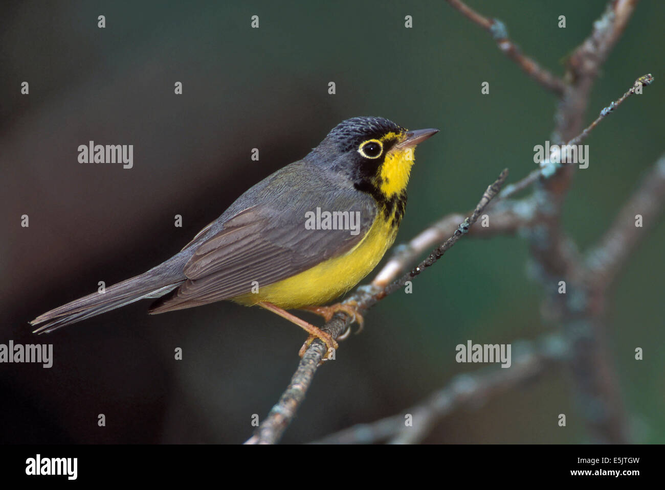 Canada Warbler - Wilsonia canadensis - Adult male Stock Photo