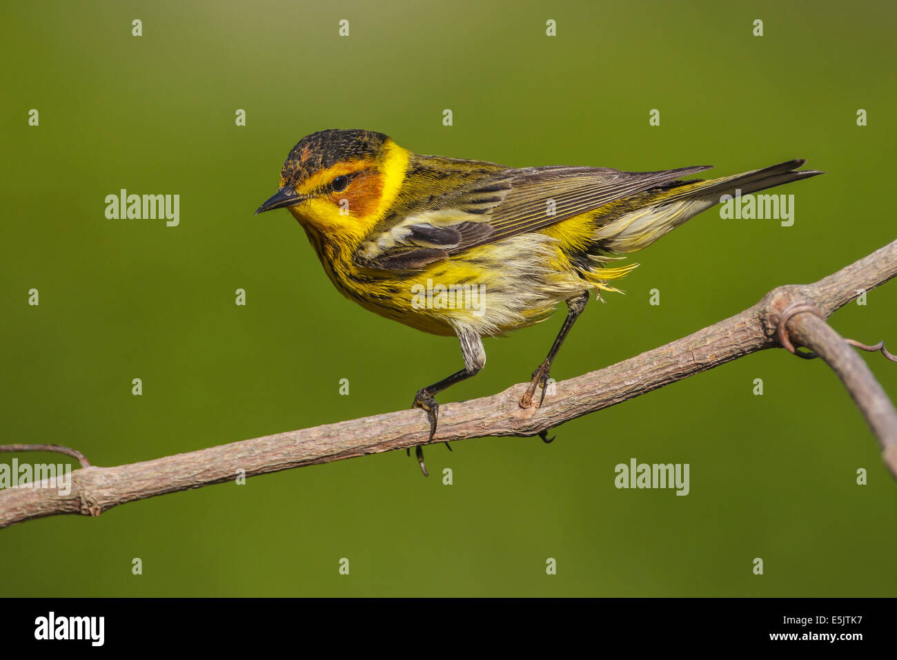 Cape May Warbler - Dendroica tigrina - Adult male Stock Photo