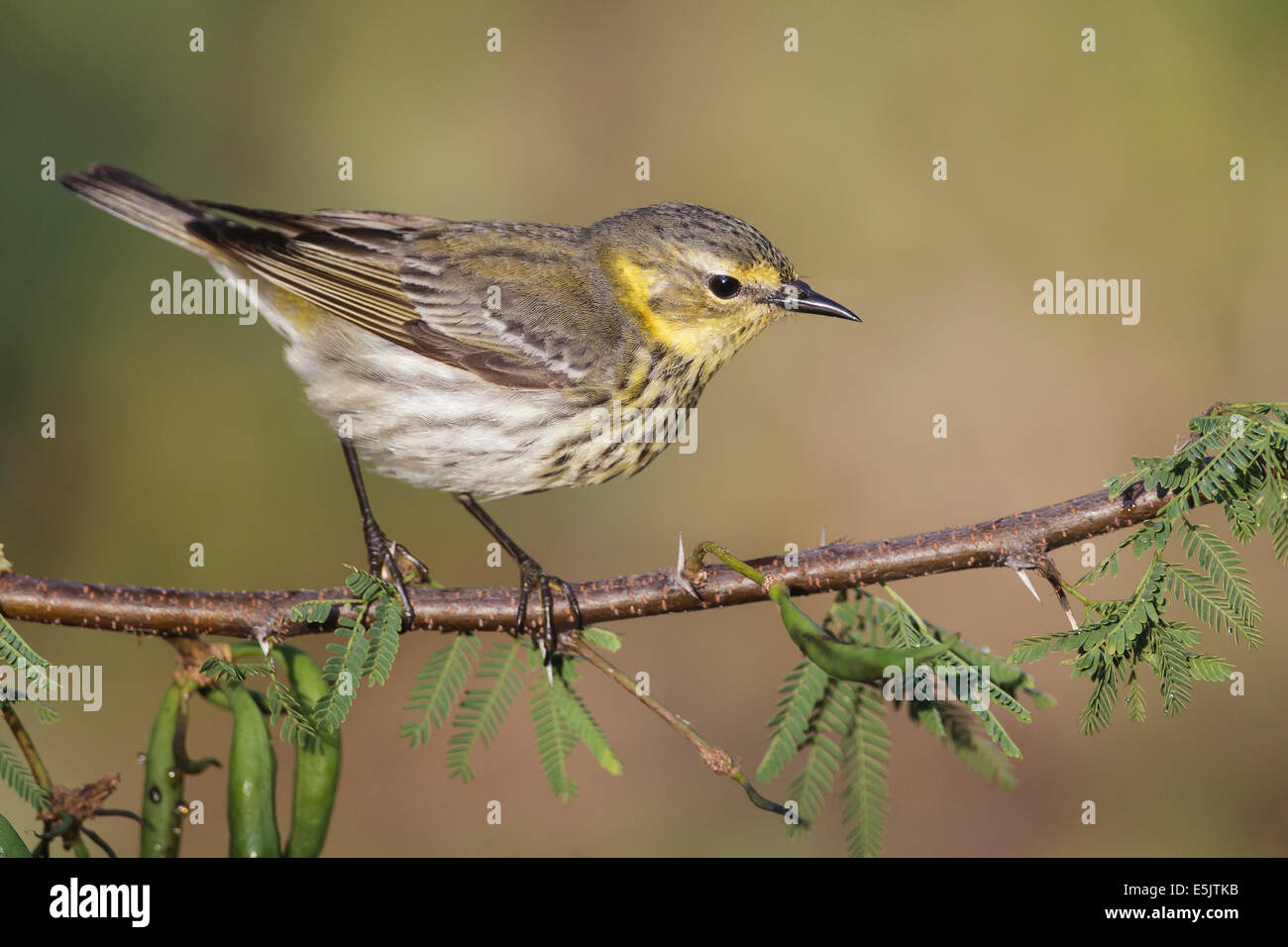 Cape May Warbler - Dendroica - Adult female breeding Stock Photo
