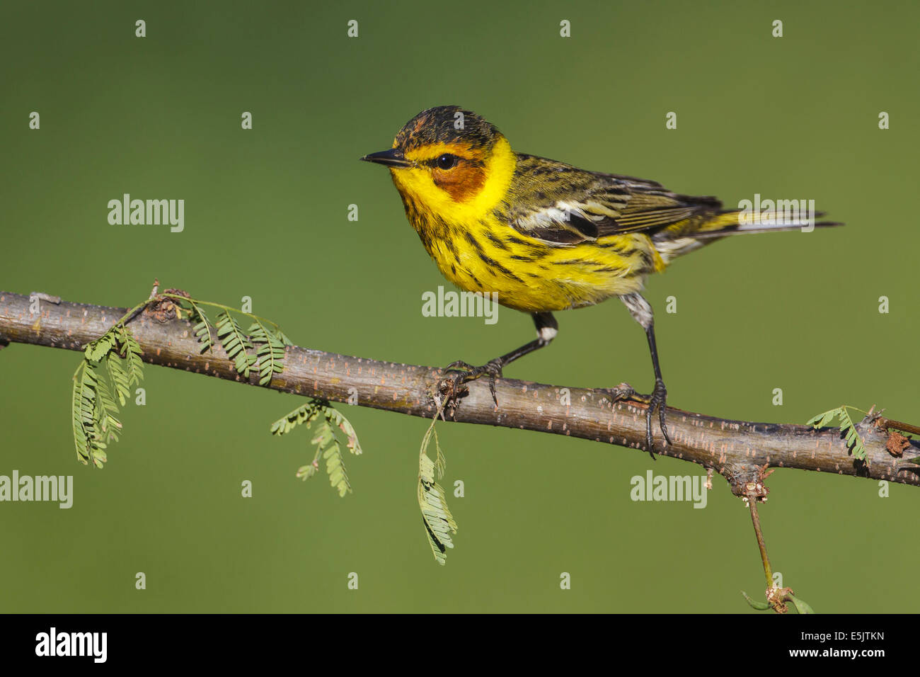 Cape May Warbler - Dendroica tigrina - Adult male breeding Stock Photo