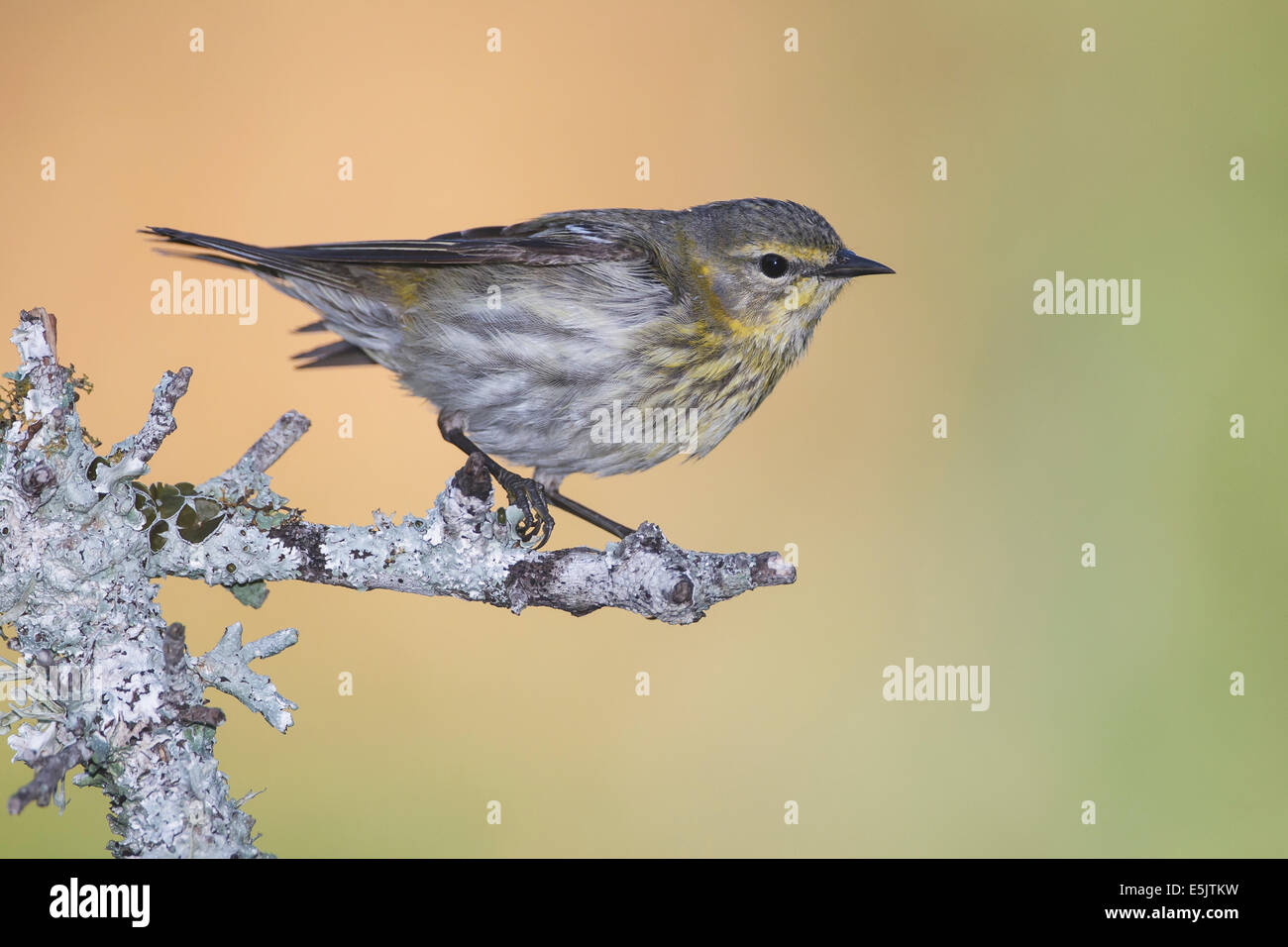 Cape May Warbler - Dendroica tigrina - Adult female breeding Stock Photo