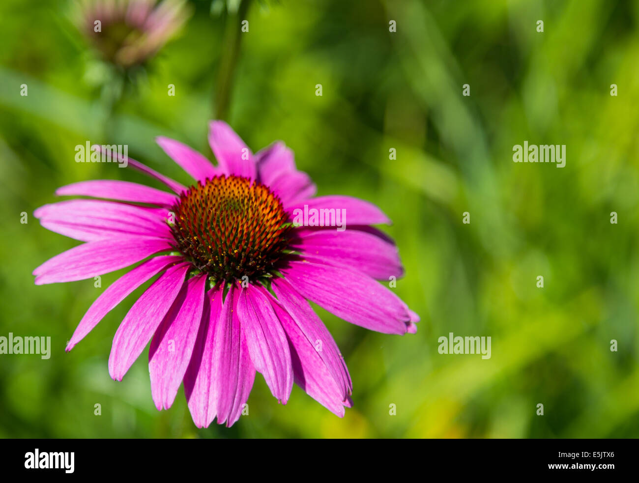 Closeup to a Purple coneflower during the day Stock Photo