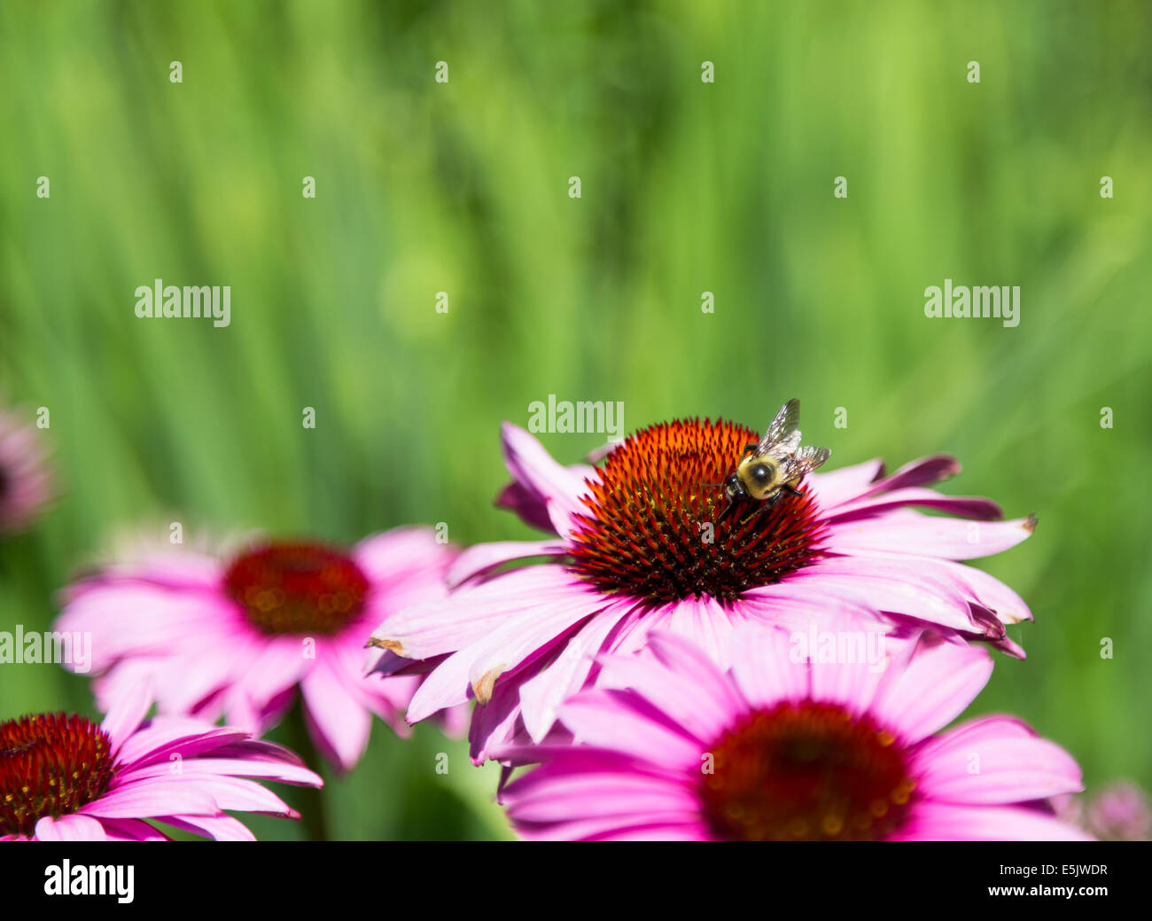 Closeup to a Purple coneflower during the day Stock Photo