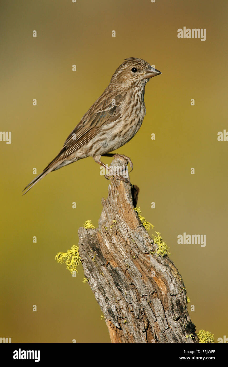 Cassin's Finch - Carpodacus cassinii - Adult female Stock Photo