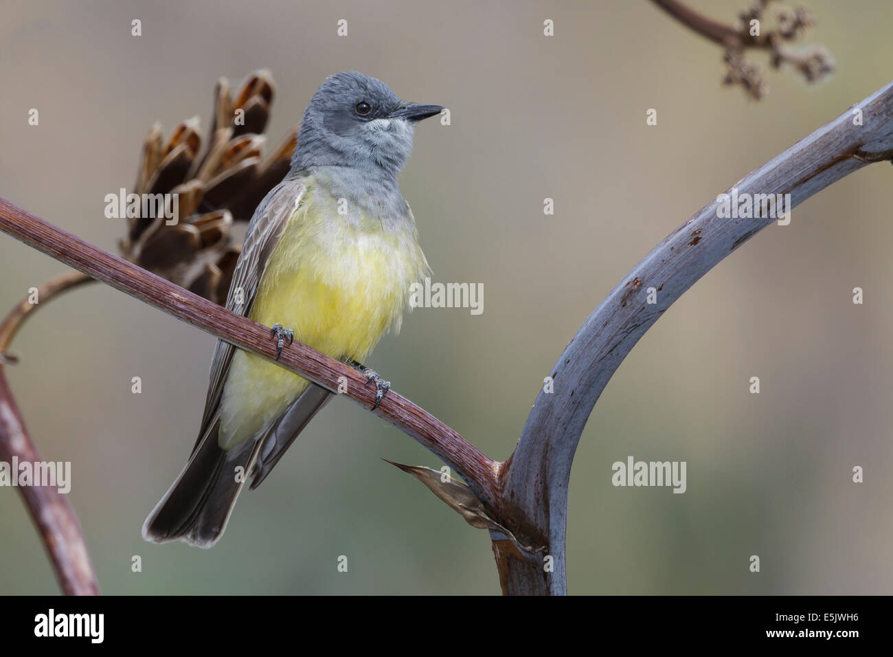 Cassin's Kingbird - Tyrannus vociferans Stock Photo