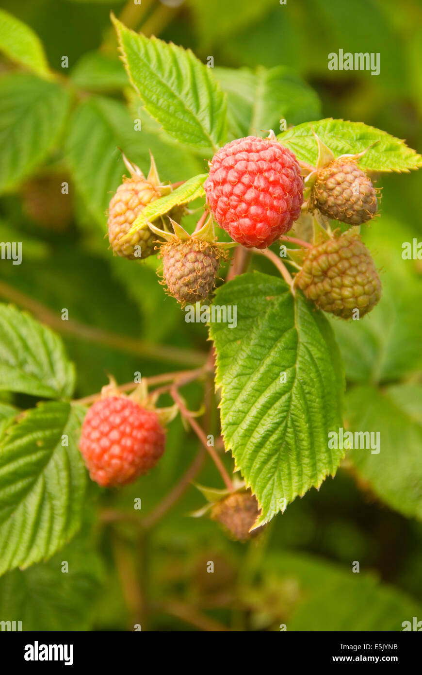 Greensbridge Garden at Ray Early blog