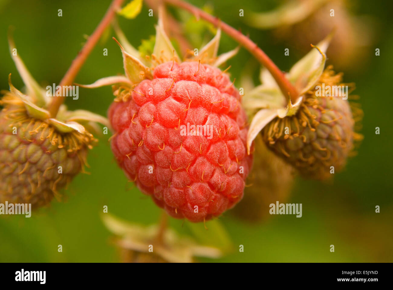 Upick raspberry, Greens Bridge Gardens, Linn County, Oregon Stock