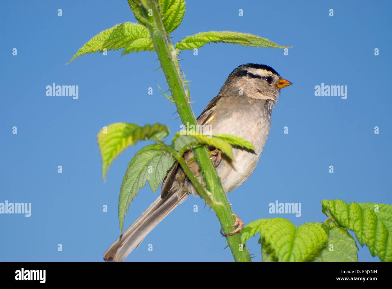 Whitecrowned sparrow, Greens Bridge Gardens, Linn County, Oregon Stock