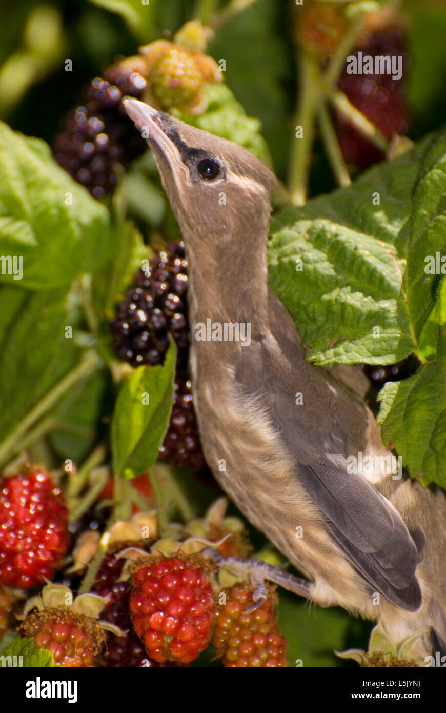 Cedar waxwing fledgling, Greens Bridge Gardens, Linn County, Oregon