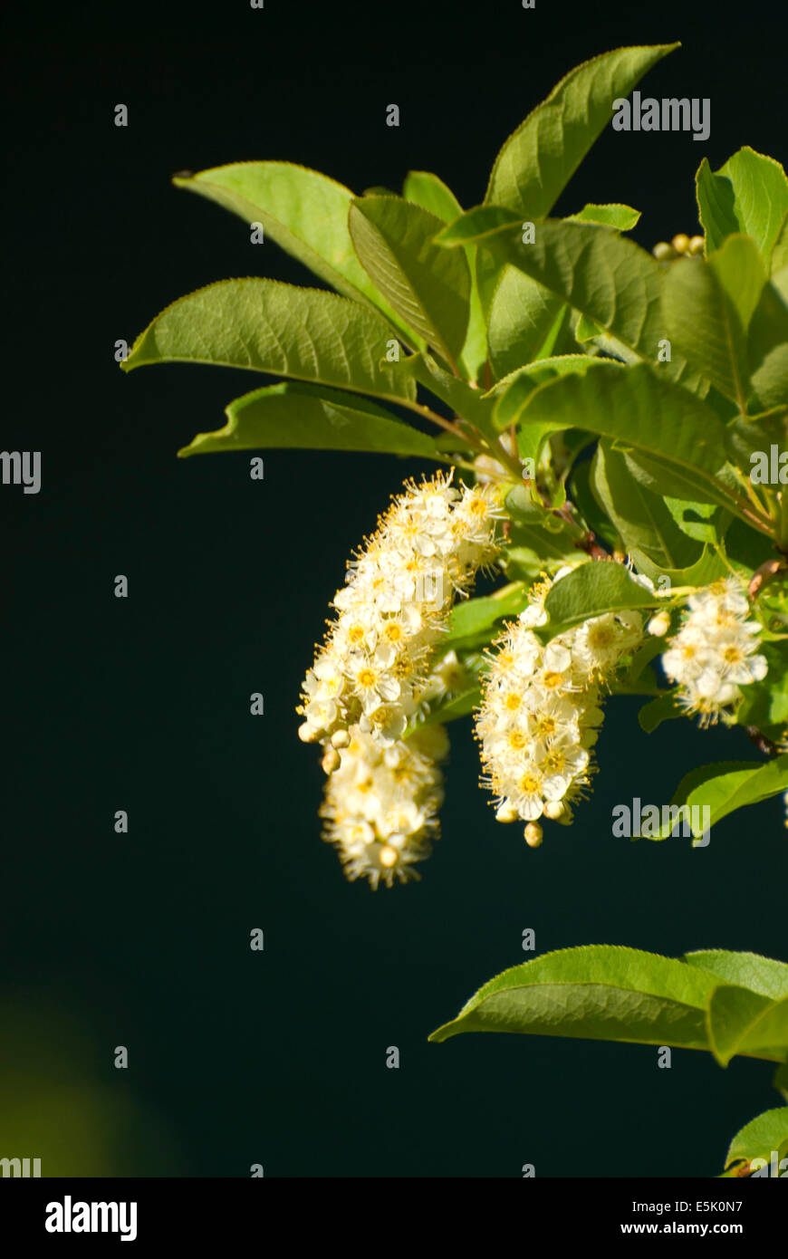 Chokecherry (Prunus virginiana) blossoms, Metolius Wild & Scenic River