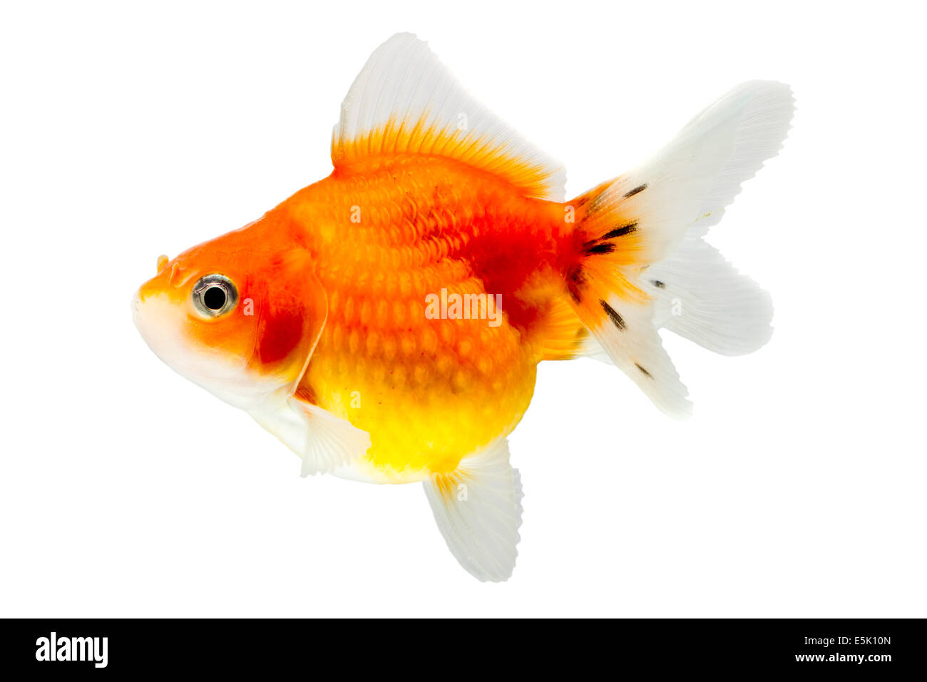 Pearlscale Goldfish Isolated On White High Quality Studio Shot Manually Removed From Background So The Finnage Is Complete Stock Photo